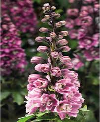 Attēlu rezultāti vaicājumam “Delphinium elatum  flower”