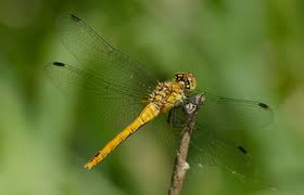 Attēlu rezultāti vaicājumam “Sympetrum sanguineum female”