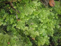 Attēlu rezultāti vaicājumam “Trichocolea tomentella”