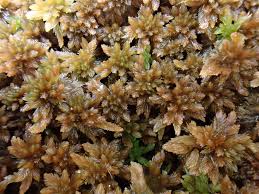 Attēlu rezultāti vaicājumam “Sphagnum fuscum”