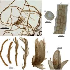 Attēlu rezultāti vaicājumam “Campylophyllum sommerfeltii”