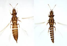 Attēlu rezultāti vaicājumam “Thysanoptera”