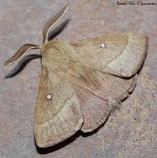 Attēlu rezultāti vaicājumam “Lasiocampa trifolii”