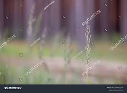 Attēlu rezultāti vaicājumam “Calamagrostis purpurea”