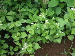 Attēlu rezultāti vaicājumam “Fagopyrum esculentum leaf”