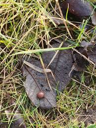 Attēlu rezultāti vaicājumam “Euura brevicornis”