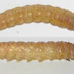 Attēlu rezultāti vaicājumam “Epinotia ramella”