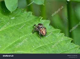 Attēlu rezultāti vaicājumam “Aelurillus v-insignitus”