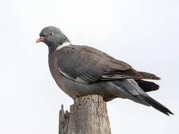 Image result for Columba palumbus