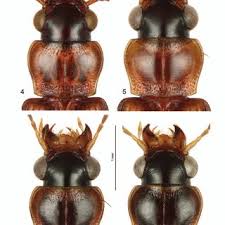 Attēlu rezultāti vaicājumam “Acupalpus flavicollis”
