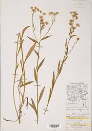 Attēlu rezultāti vaicājumam “Asteraceae”