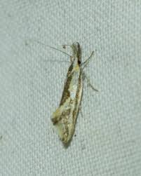 Attēlu rezultāti vaicājumam “Oecophoridae”