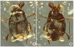 Attēlu rezultāti vaicājumam “Histeridae”