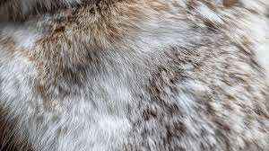 Image result for white rabbit skin texture