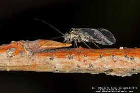 Attēlu rezultāti vaicājumam “Belbodamaeus sp.”