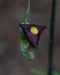 Attēlu rezultāti vaicājumam “Aristolochia durior flower”