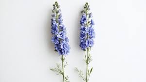 Attēlu rezultāti vaicājumam “Delphinium elatum  bud”