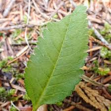 Attēlu rezultāti vaicājumam “Pedicularis palustris leaf”