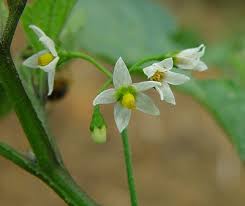 Attēlu rezultāti vaicājumam “Solanum nigrum flower”