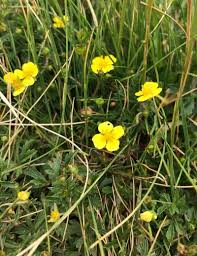 Image result for Potentilla erecta