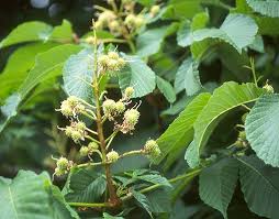Attēlu rezultāti vaicājumam “Aesculus hippocastanum leaf”