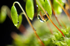 Attēlu rezultāti vaicājumam “Aulacomnium androgynum sporophyte”