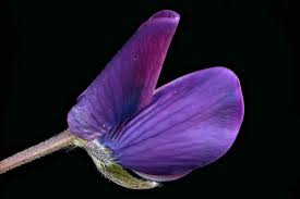 Image result for Lupinus polyphyllus Lindl.