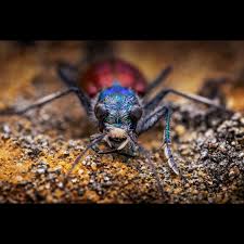 Attēlu rezultāti vaicājumam “Cicindela sylvatica imago”