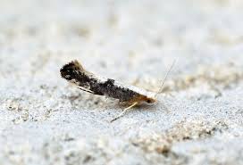 Attēlu rezultāti vaicājumam “Argyresthia spinosella”