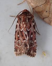 Attēlu rezultāti vaicājumam “Lycophotia porphyrea”