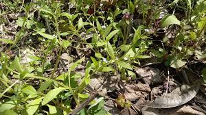 Attēlu rezultāti vaicājumam “Myosotis sparsiflora”