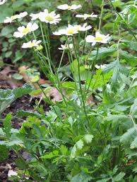 Image result for Tanacetum parthenium