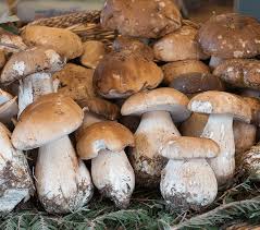 Attēlu rezultāti vaicājumam “Boletus edulis”