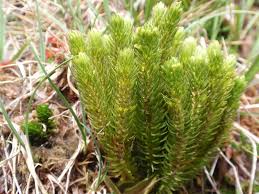 Attēlu rezultāti vaicājumam “Huperzia selago”