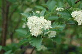 Attēlu rezultāti vaicājumam “Sorbus intermedia”