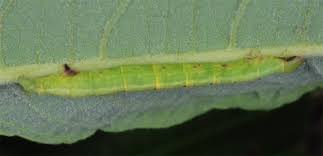 Attēlu rezultāti vaicājumam “Cabera exanthemata”