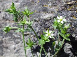 Attēlu rezultāti vaicājumam “Arenaria serpyllifolia leaf”