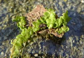Attēlu rezultāti vaicājumam “Radula complanata sporophyte”
