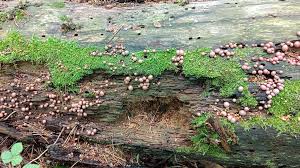 Attēlu rezultāti vaicājumam “Lycogala leopardinum young”
