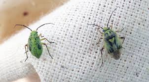 Attēlu rezultāti vaicājumam “Lygus nymph nymph”