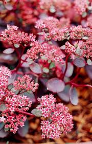 Attēlu rezultāti vaicājumam “Sedum sexangulare flower”