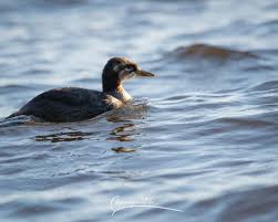 Attēlu rezultāti vaicājumam “Podiceps cristatus juvenile”
