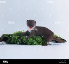 Attēlu rezultāti vaicājumam “Mustela nivalis”