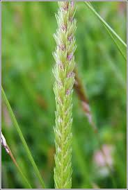 Attēlu rezultāti vaicājumam “Cynosurus cristatus flower”