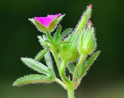Attēlu rezultāti vaicājumam “Geranium dissectum fruit”
