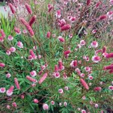 Attēlu rezultāti vaicājumam “Sanguisorba officinalis flower”