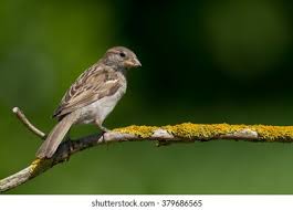 Attēlu rezultāti vaicājumam “Passer domesticus juvenile”