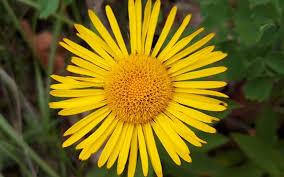 Image result for Inula hirta