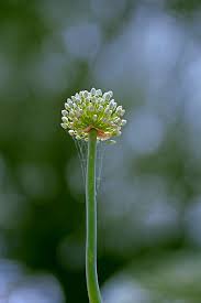Attēlu rezultāti vaicājumam “Allium cepa flower”