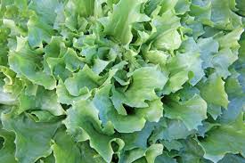 Image result for Endivie